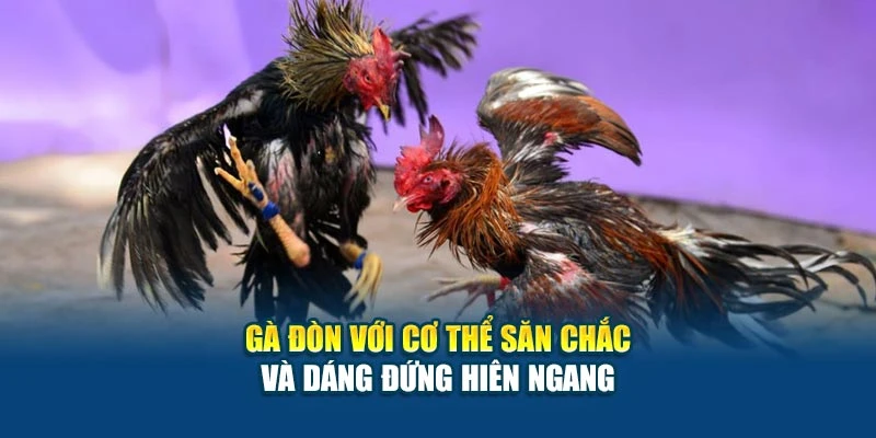 Kỹ Thuật Đá Gà Đòn - Bí Quyết Tạo Đòn Hiểm Chuẩn Xác 5 Gà đòn với cơ thể săn chắc và dáng đứng hiên ngang