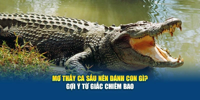 Mơ Thấy Cá Sấu Nên Đánh Con Gì tại 78Win? Gợi Ý Từ Giấc Chiêm Bao
